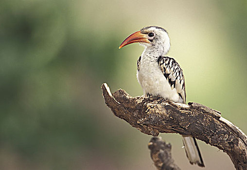 肯尼亚,国家级保护区,红嘴犀鸟
