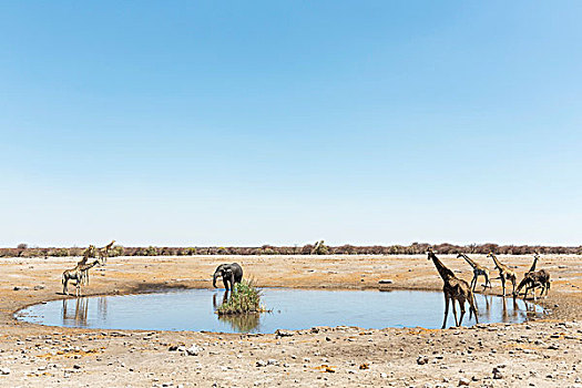 大象,猪,长颈鹿,水潭,埃托沙国家公园,纳米比亚