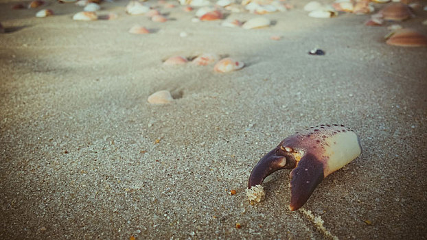 死,螃蟹,爪,沙子,海滩