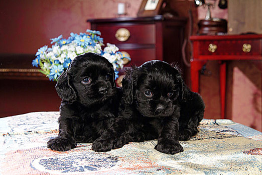两个,可爱,黑色,狗
