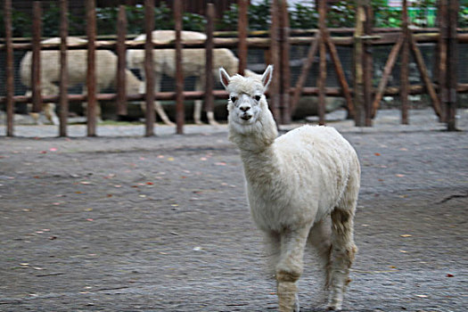 上海野生动物园羊驼草泥马