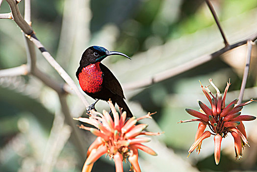 雄性,栖息,芦荟,花,塔兰吉雷国家公园,坦桑尼亚
