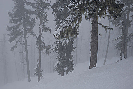 树,积雪,山,惠斯勒,不列颠哥伦比亚省,加拿大