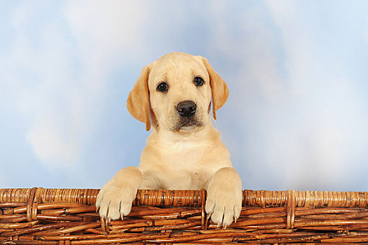 拉布拉多犬,黄色,小狗,8周,坐,柳条篮,奥地利,欧洲