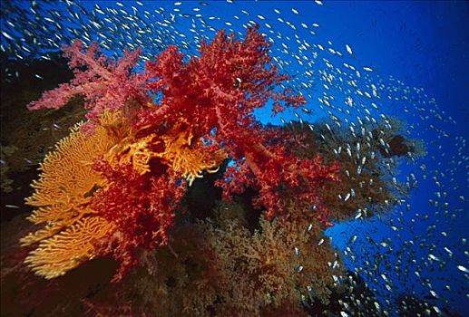 软珊瑚,海扇