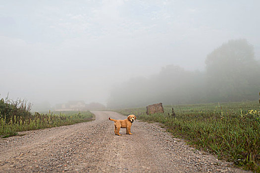 小狗,雾状,土路,看镜头