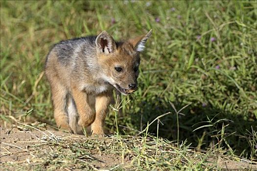 黑背狐狼,黑背豺,小动物,洞穴,纳库鲁湖,国家公园,肯尼亚,东非