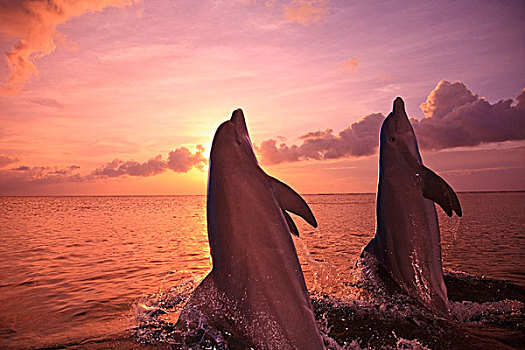 海湾群岛,洪都拉斯,两个,宽吻海豚,跳跃,室外,水,钥匙,胜地,日落