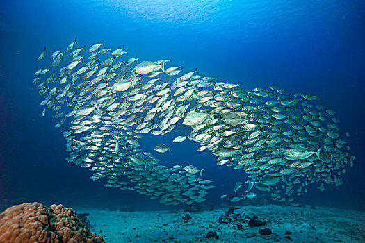 鱼群,帕劳,大洋洲
