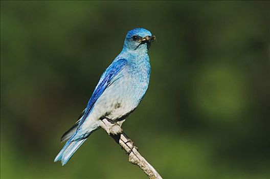 山,蓝知更鸟,成年,雄性,捕食,落基山国家公园,科罗拉多,美国