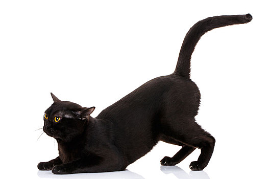 黑猫,坐,正面,爪子,拿,高,尾部
