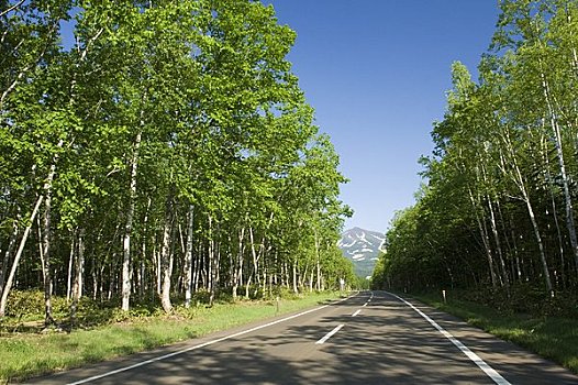 温泉,桦树,道路