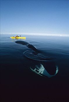 弓头鲸,加拿大,生物学家,漂流,巴芬岛