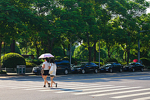 海曙,镇明路,林荫,道路,公路,绿化,城市,交通