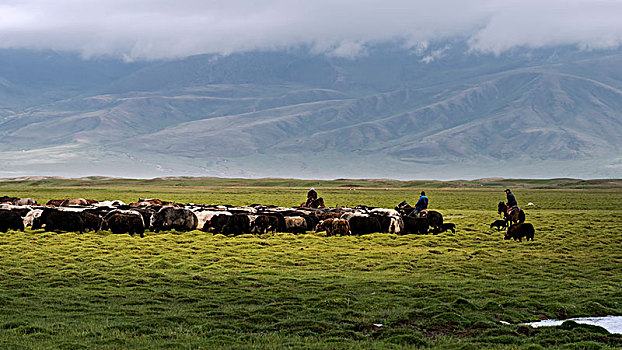 细雨中巴音布鲁克草原上放牧的牧民和牦牛