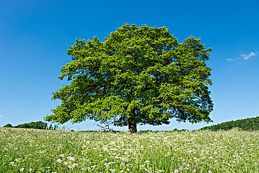 老,夏栎,栎属,栎树,盛开,草地,孤树,图林根州,德国,欧洲