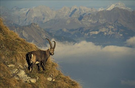 阿尔卑斯野山羊,羱羊,北山羊,雄性