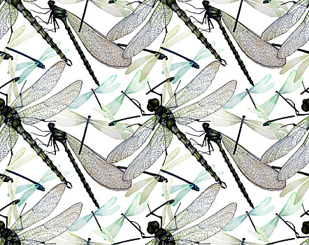水彩,蜻蜓,图案,自然,无缝