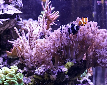 葵鱼,珊瑚,花园