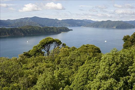 岛屿,鸟,保护区,声音,南岛,新西兰