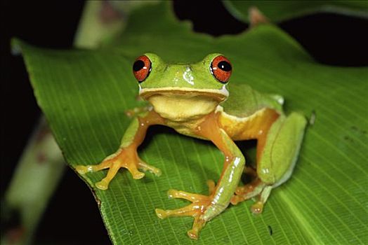 哥斯达黎加,青蛙,人口,数字,气候变化