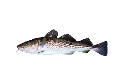 鄂霍次克海鳕鱼图片