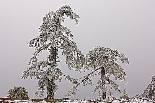 黑色,松树,古老,树林,雪,冰冷,雾,特罗多斯,山峦,南方,塞浦路斯