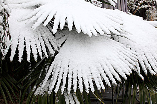 雪,棕榈树