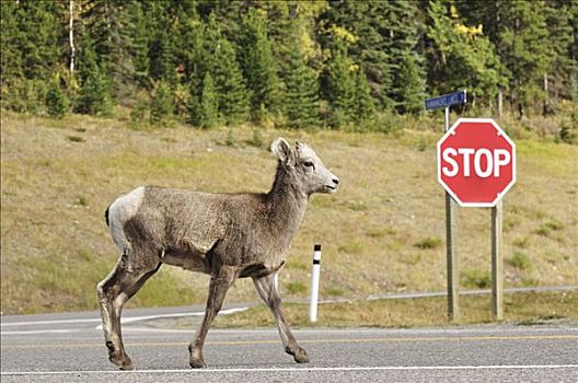大角羊,省立公园,艾伯塔省,加拿大