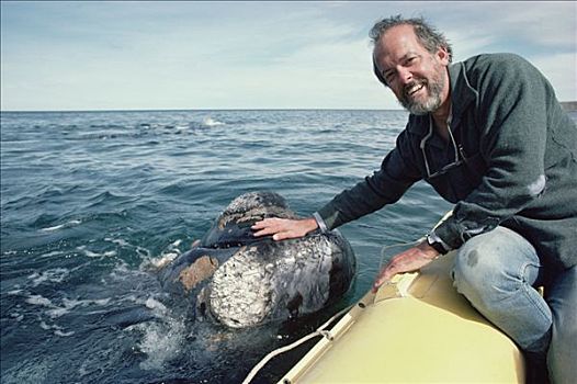鲸,研究人员,宠物,南露脊鲸,瓦尔德斯半岛,阿根廷