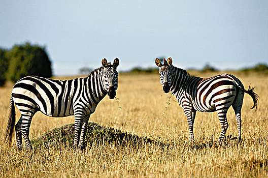 肯尼亚,头像,斑马,站立,马赛马拉国家保护区,大幅,尺寸
