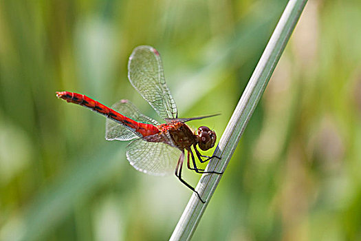红宝石,赤蜻属,栖息,靠近,湿地,烹饪