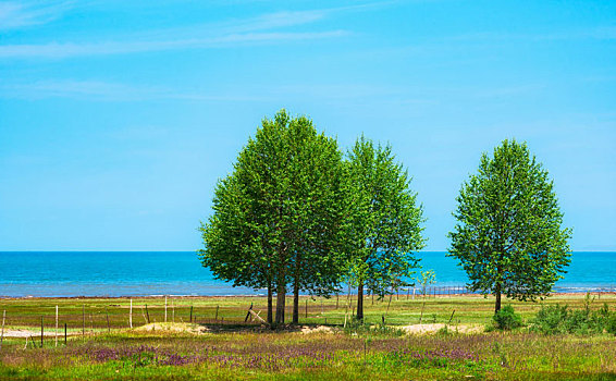 夏季青海湖畔草场上小树林