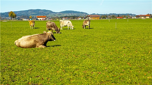 德国巴伐利亚施旺高镇小镇农家草地上放牧的牛