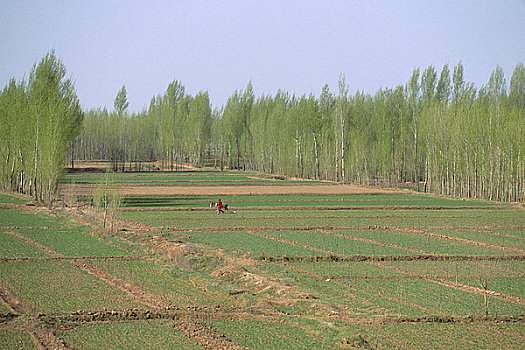 中国,甘肃,靠近,半荒漠,麦田