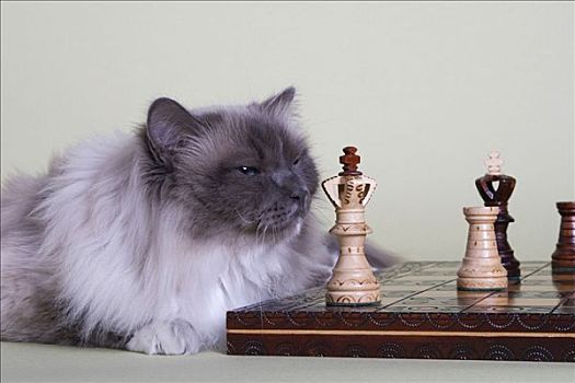 缅甸猫,下棋