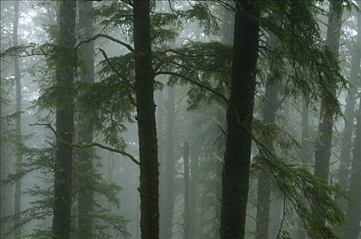 雾,遮盖,树,树林,州立公园,俄勒冈,美国