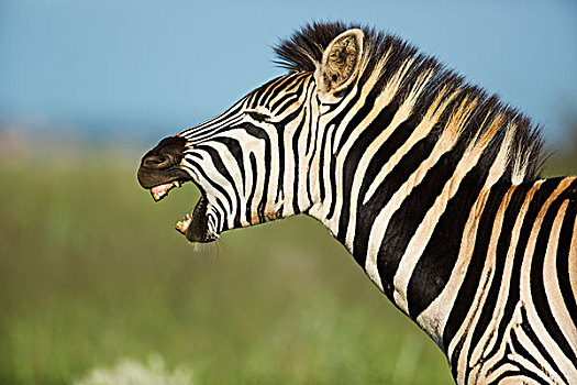 斑马,哈欠,自然保护区,南非