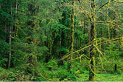 温带雨林,温哥华岛,不列颠哥伦比亚省,加拿大