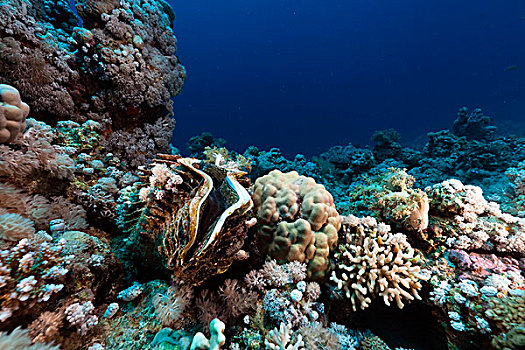 巨蛤,热带,礁石,红海