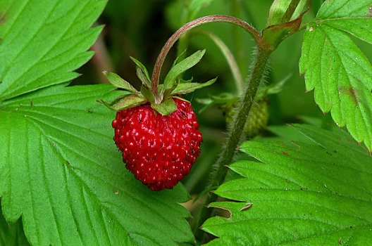 野草莓,成熟,水果
