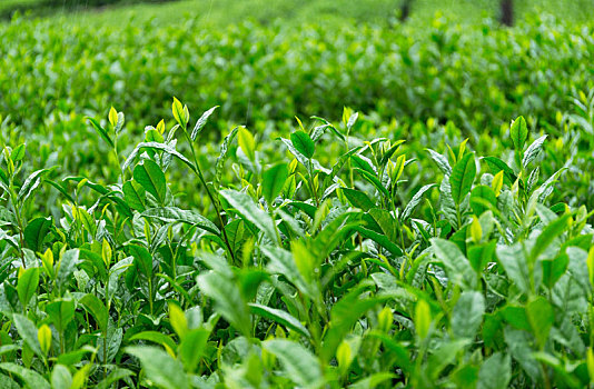 翠绿,茶,农场