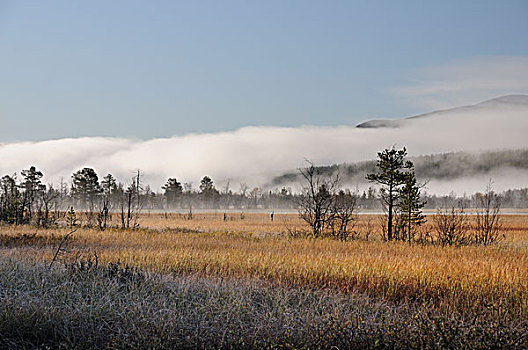 湿地,风景,遮盖,薄雾,国家公园,挪威,欧洲
