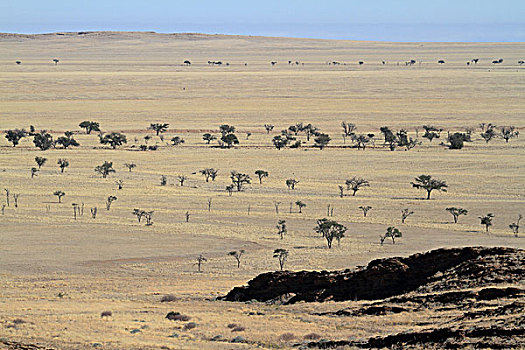 风景,纳米比沙漠,国家公园,纳米比亚