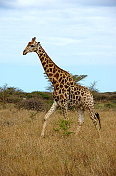 非洲,南非,纳塔耳,长颈鹿,祖鲁族,林羚,禁猎区