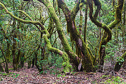 密集,植被,雾林,加拉霍艾国家公园,加纳利群岛,西班牙