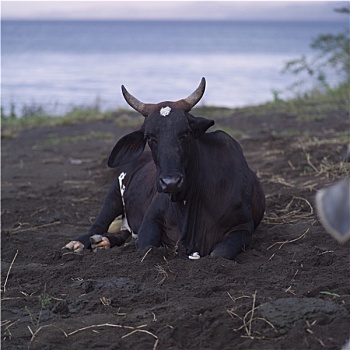 公牛,哥斯达黎加