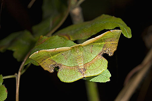 蛾子,蚕蛾,保护色,叶子,阿萨姆邦,印度