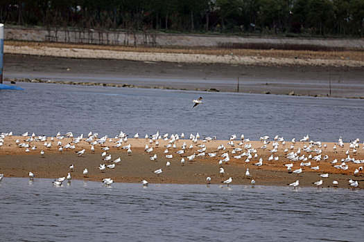 山东省日照市,数千只海鸥翔集两城河口,裸露沙滩瞬间变身,鸟岛