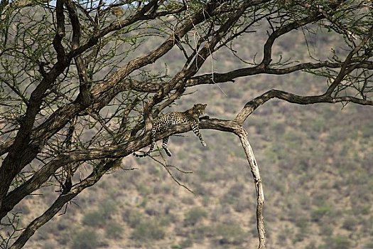 豹,树上,萨布鲁国家公园,肯尼亚